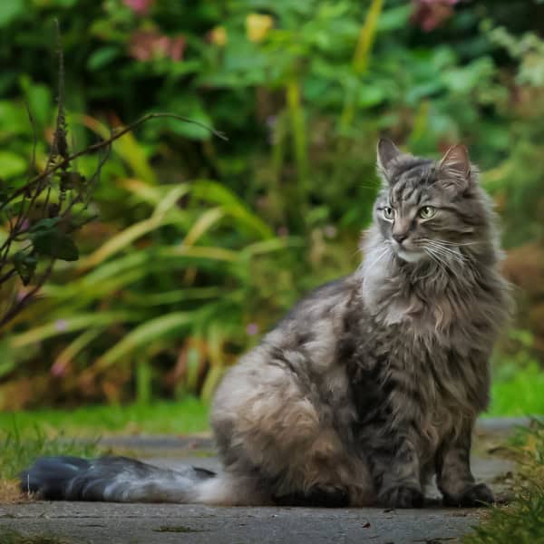 Cat sitting in front of the green