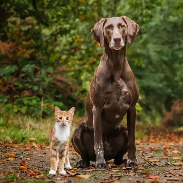 Cat and dog sitting in the forest