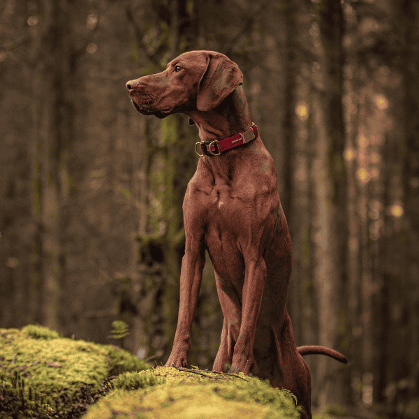 Dog in a forest